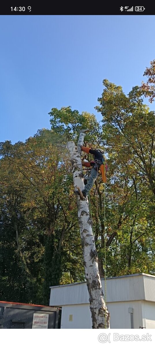 Výruby a orezy stromov - 5