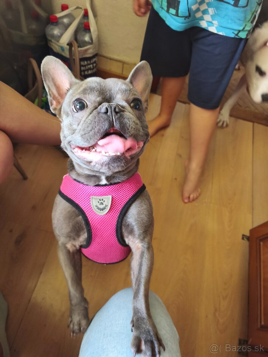 Francúzsky buldoček - 5