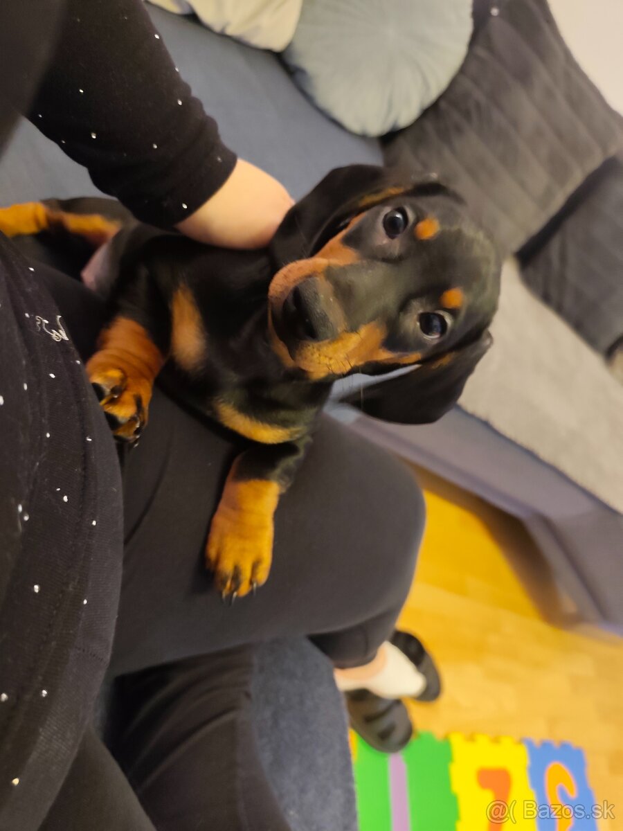 Predám šteniatko - 5