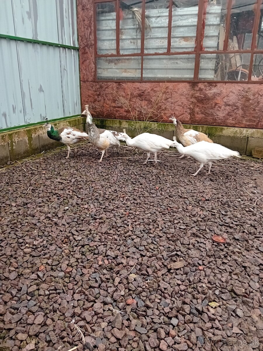 Pav - pavy - pavov - 5