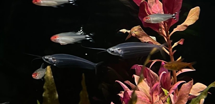 Predám akvarijne rybičky - 5