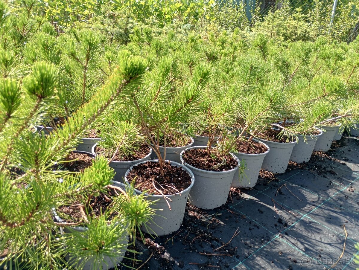 Borovica horská (kosodrevina) - 5