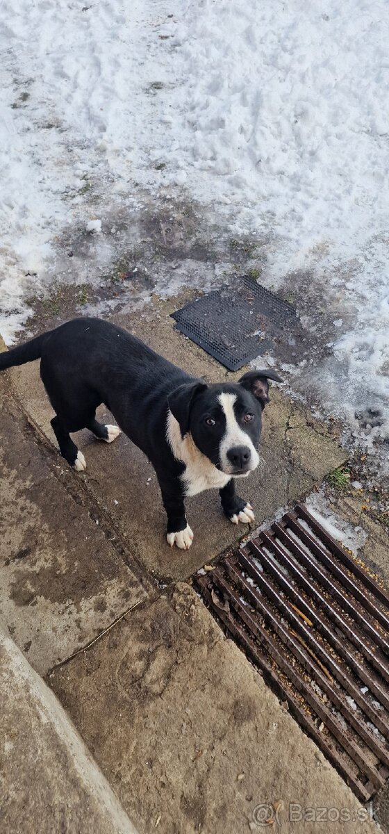 Darujem šteniatka - 5