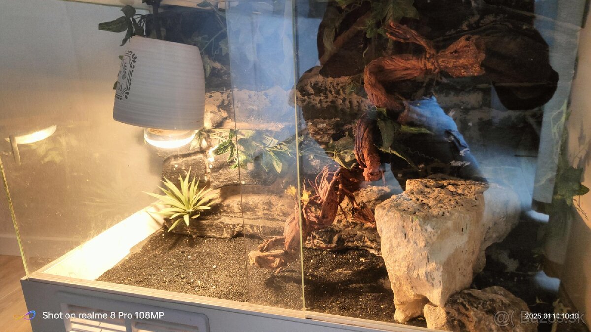 Terárium - 5