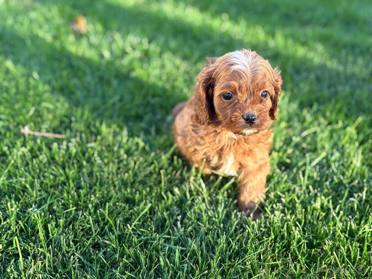 Cavapoo - 5