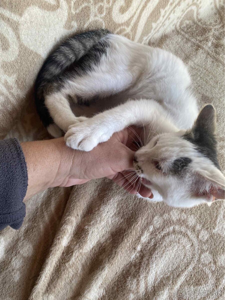 Darujem mačičku - 5