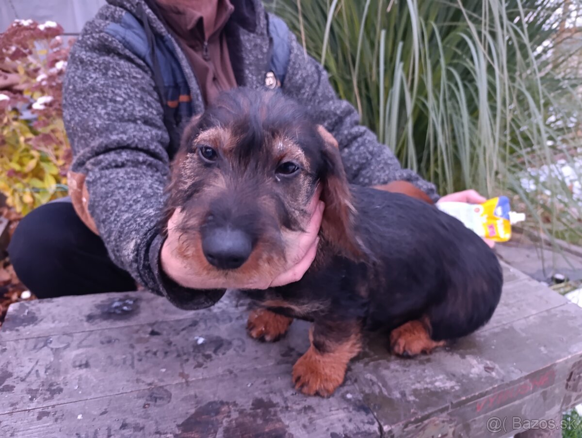 Jazvečík Hrubosrstý - 5