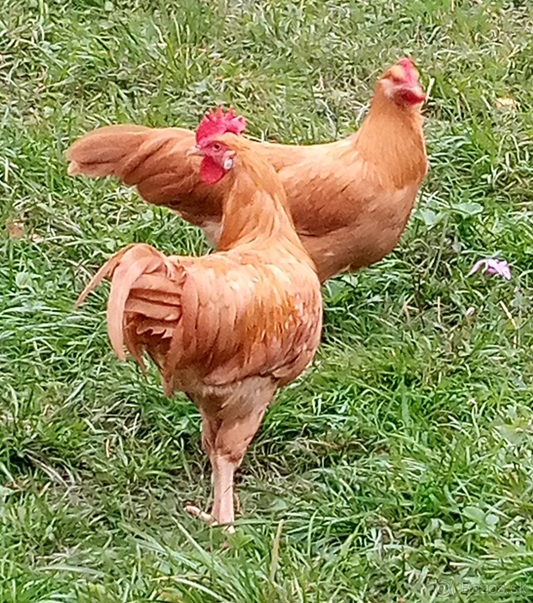 Predám NÁSADOVÉ VAJ. - 5