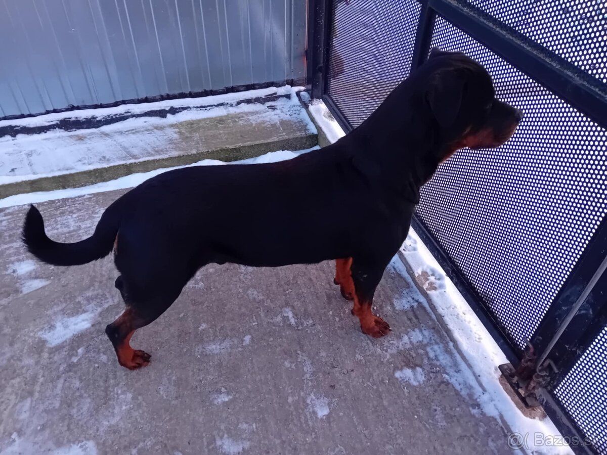 Šteňatá Rottweiler - 5