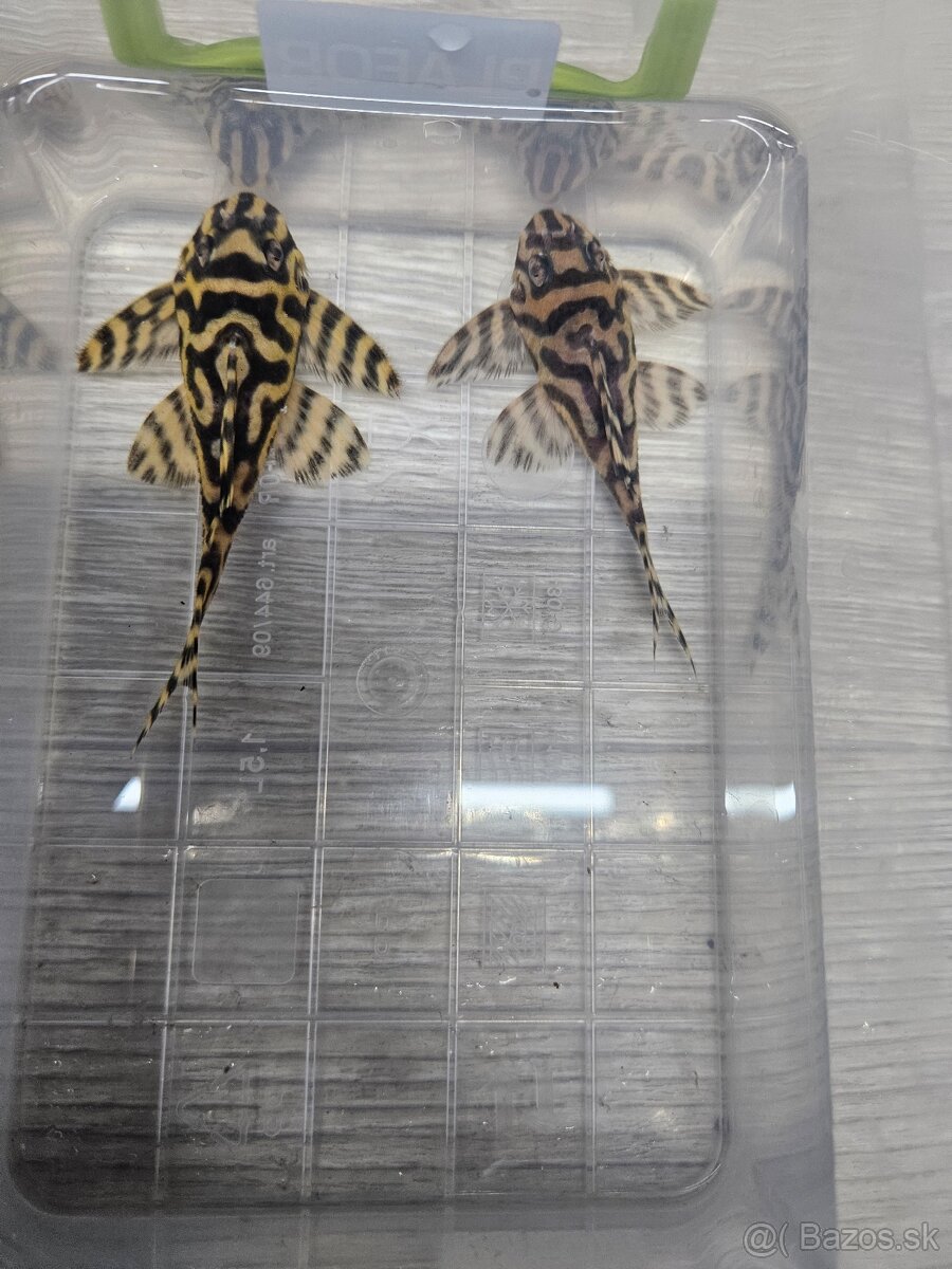 L 333 Gold line AAA - chovné páry - 5