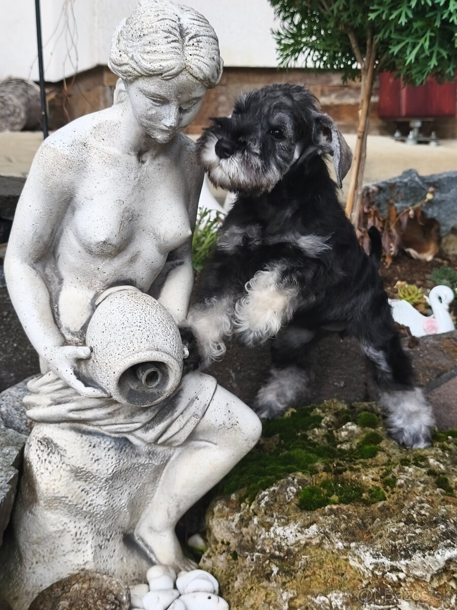 Bradáč malý korenie a soľ - 5