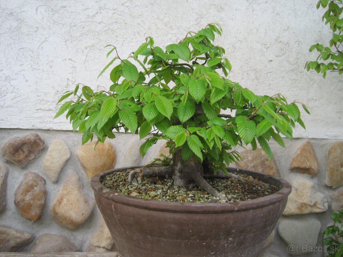 bonsai,bonsaj-hrab 7 - 5