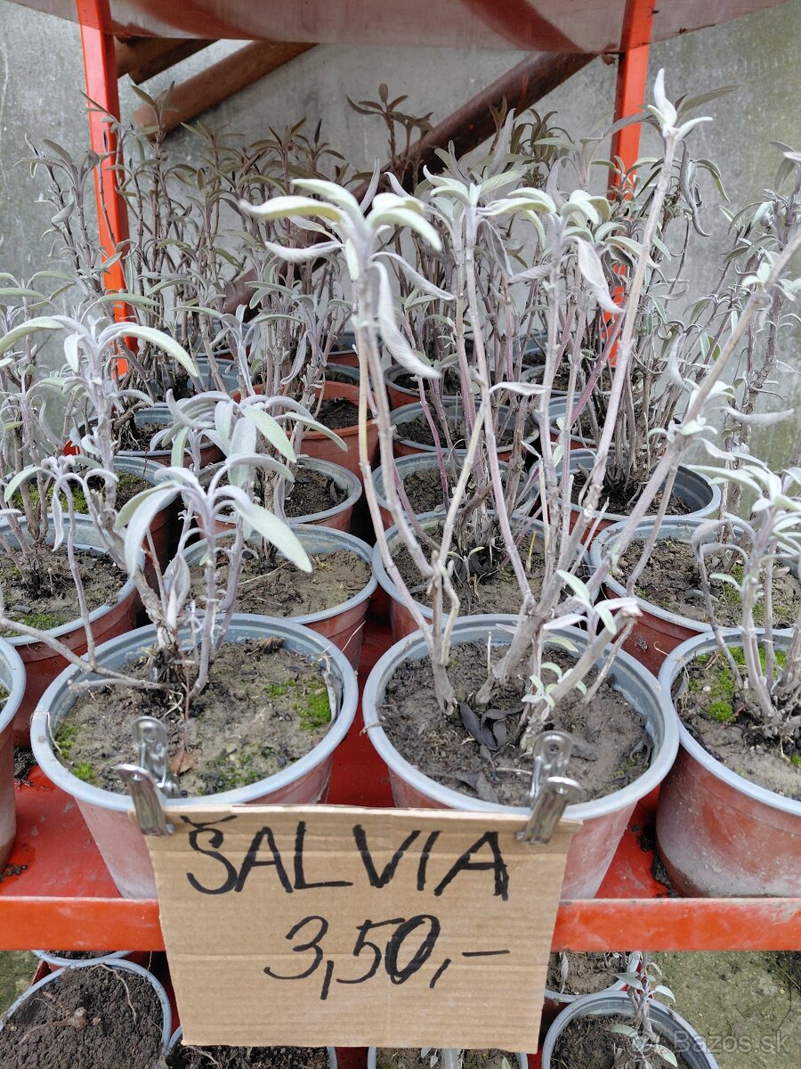 Josty, červené a čierne ribezle, maliny, šalvia - 5