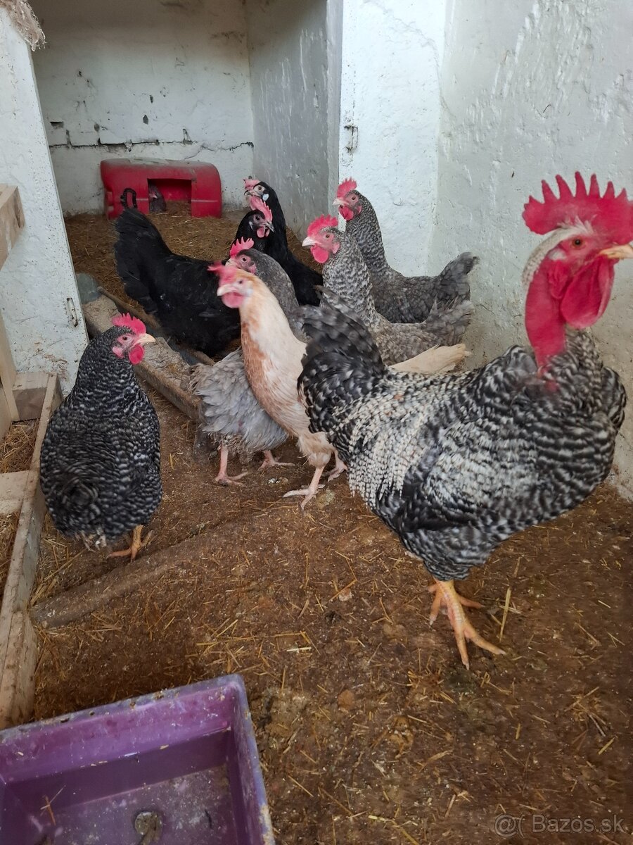 Násadove vajíčka- Gazdovský mix - 5