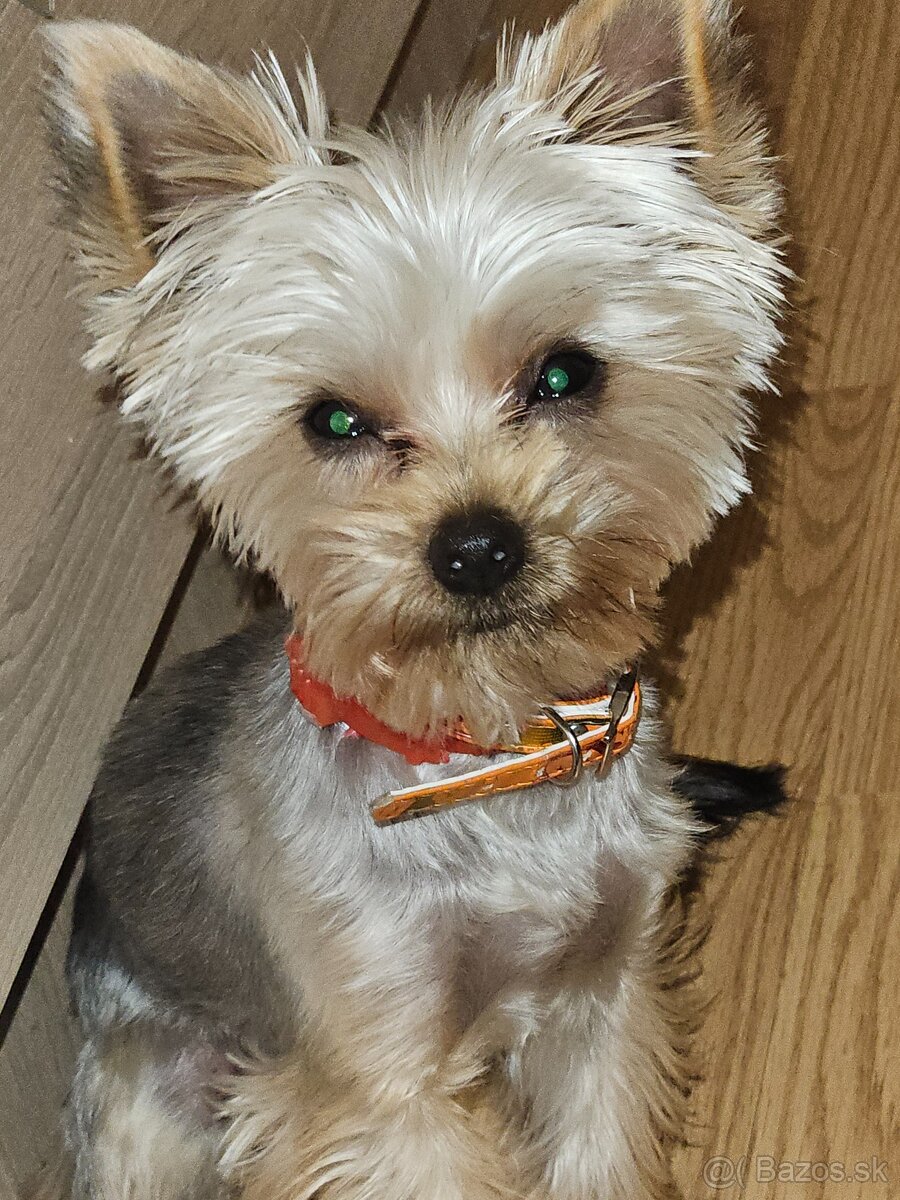 Yorkshire terier - 5