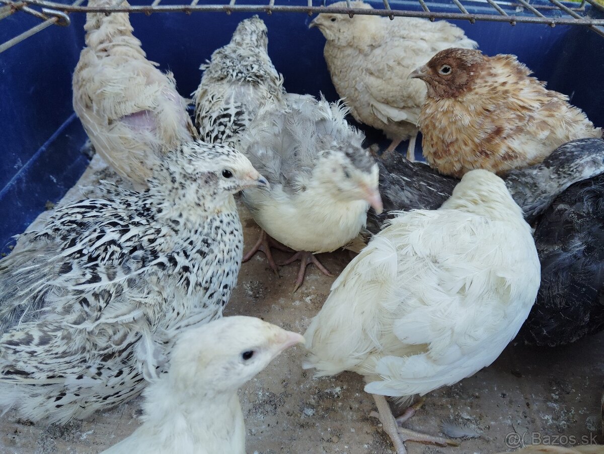 Predám japonské prepelice - 5