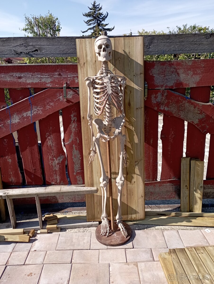 Kostra človeka. Starožitná - 5