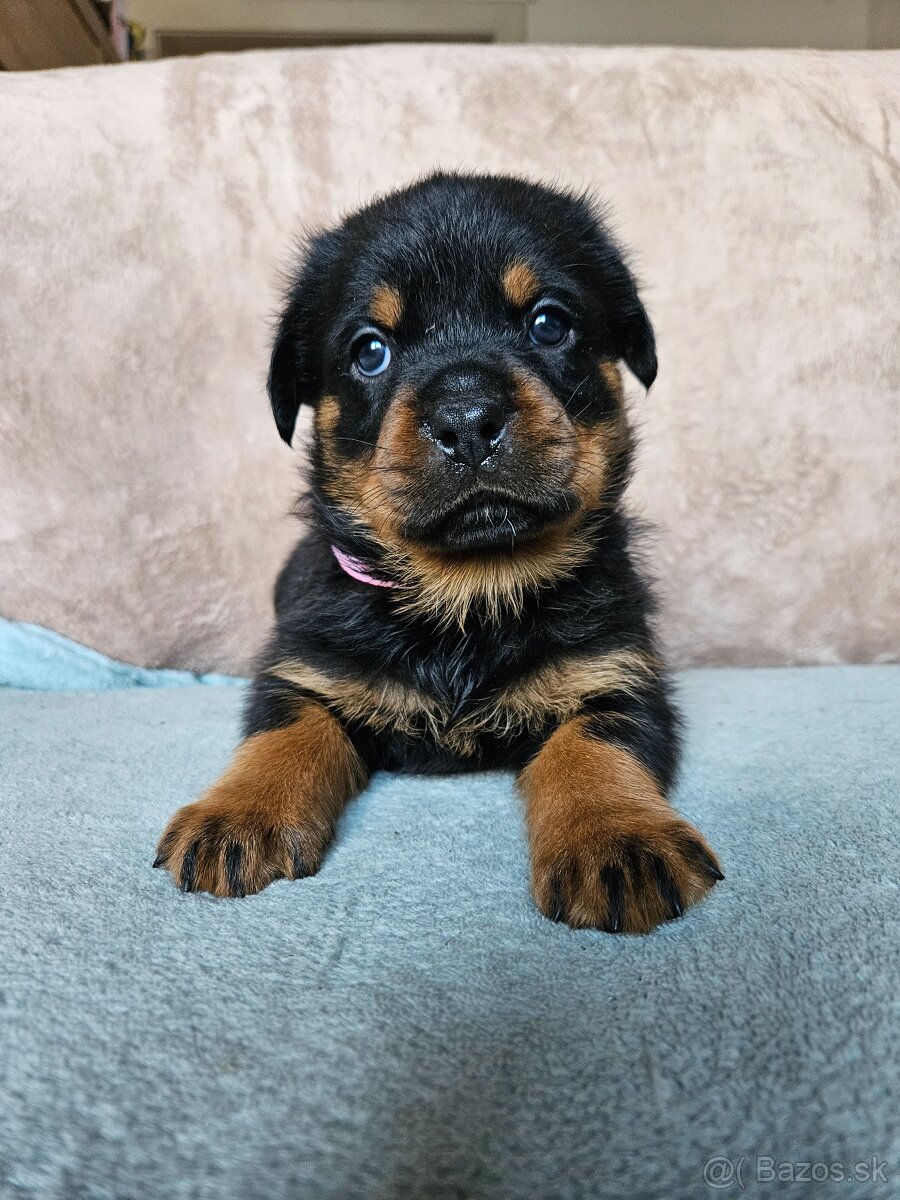 ROTVAJLER - šteniatka s PP - 5