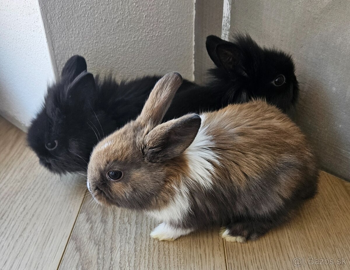Zakrslý králík - 5
