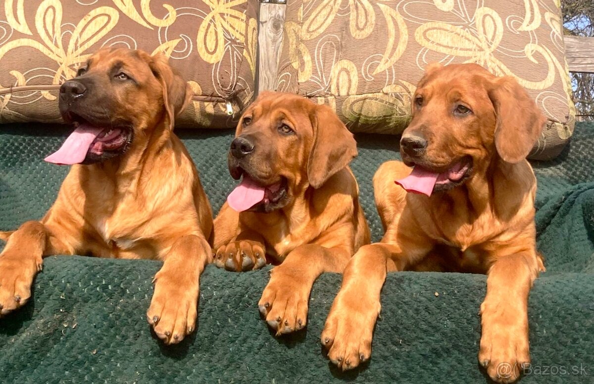 Tosa Inu s PP (FCI) - 5