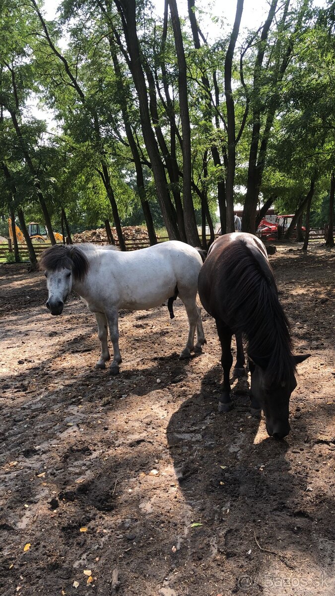 Poníky na predaj - 5