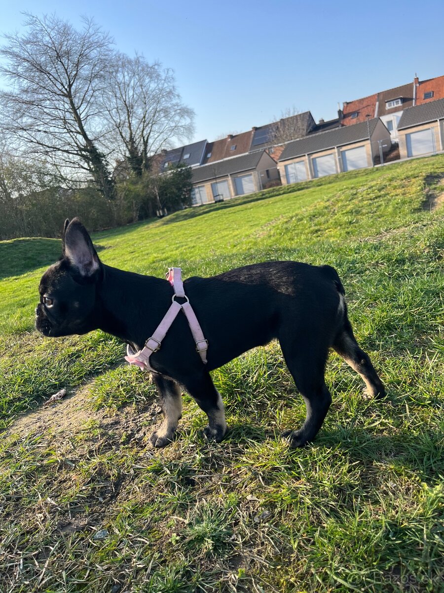 Francuzky buldoček - 5