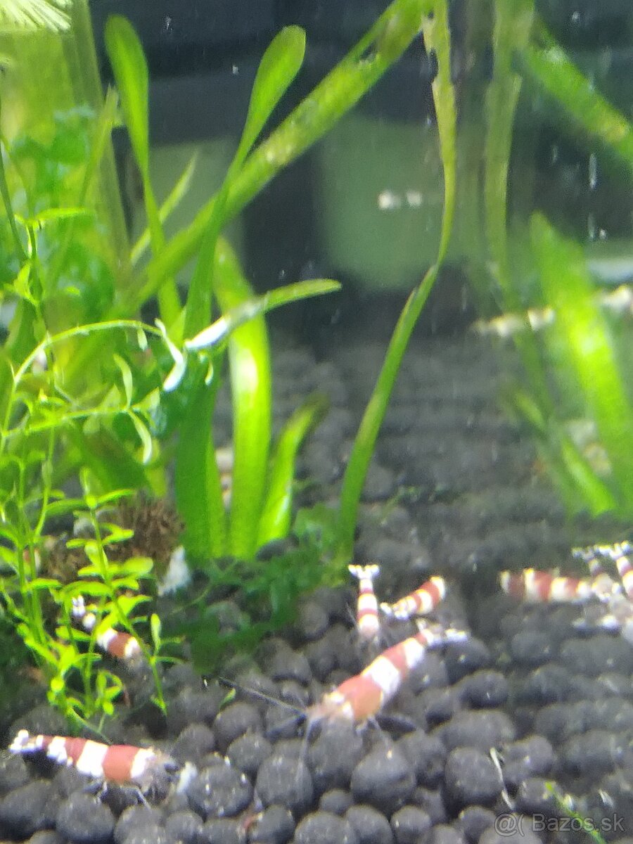 Predám Caridina Crystal Red - 5