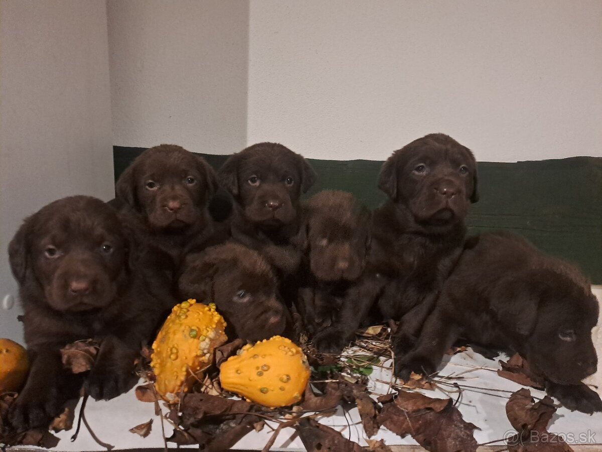 Labrador čokoladový - 5