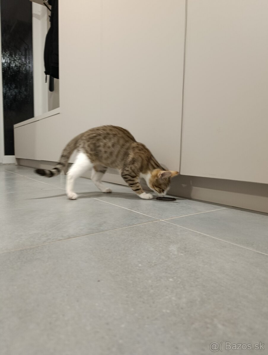 Darujem mačiatko - 5