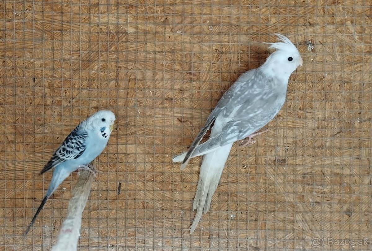 Korela bielohlava - 5