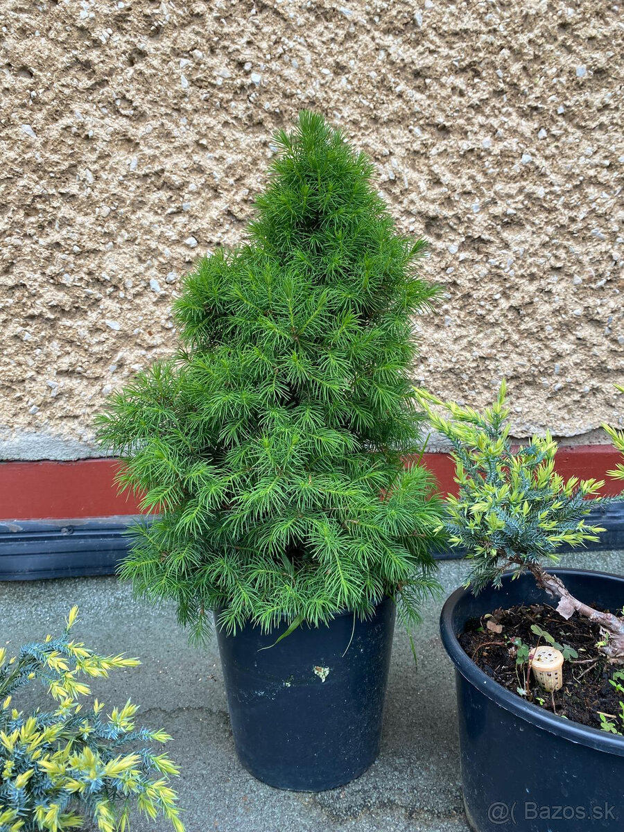 Borievky + Smrek biely - 5