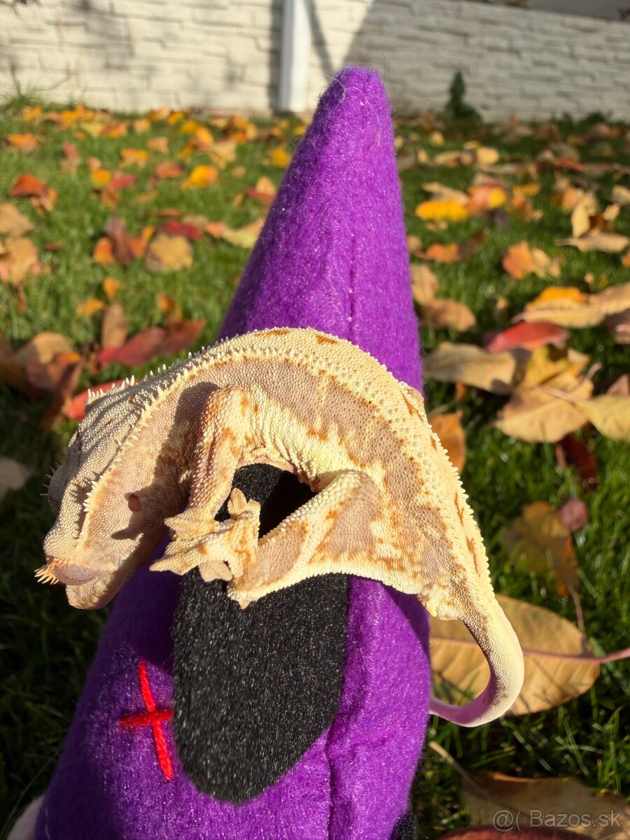 Pagekon riasnatý / Crested gecko - 5