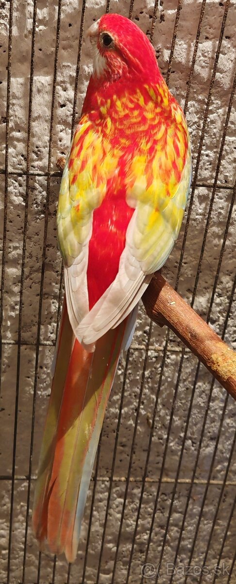 Rozela pestrá - pár - 5