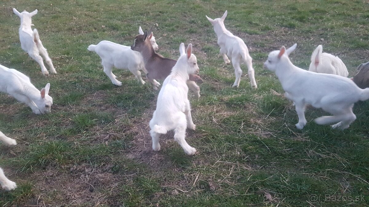Predám kozliatka - 5