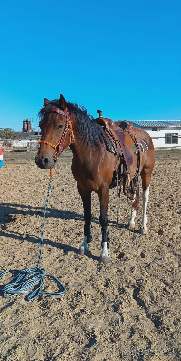 Krásny valach na predaj - 5