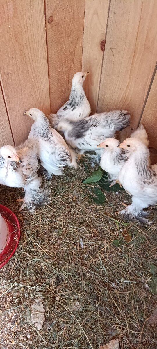 Brahman columbia brahmanky - 5