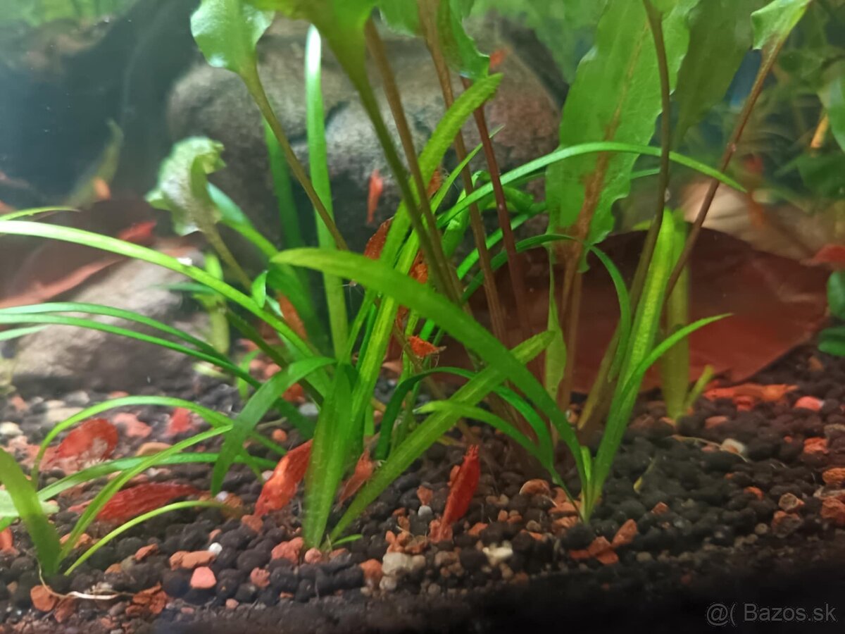 Krevety, krevetky - 5