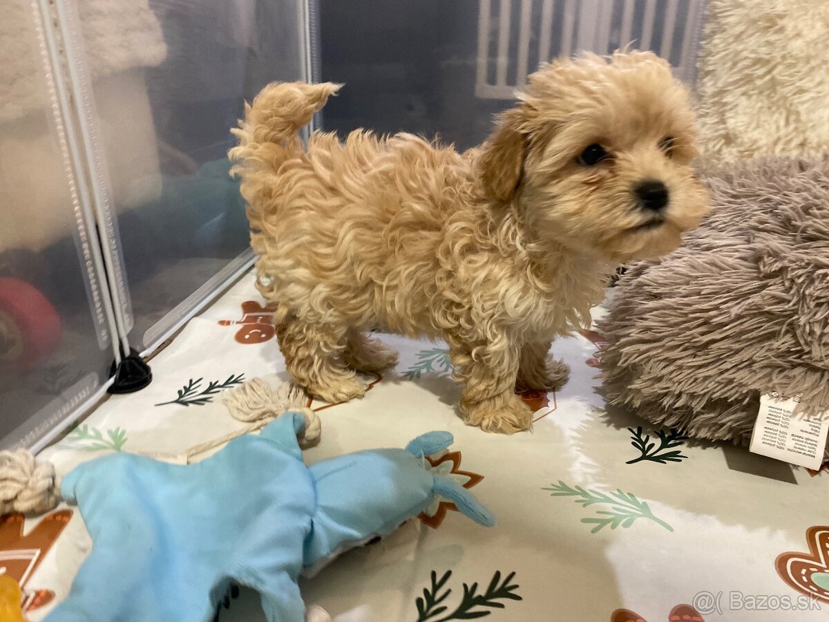 Šteniatka maltipoo na predaj, cavapoo toy pudel - 5