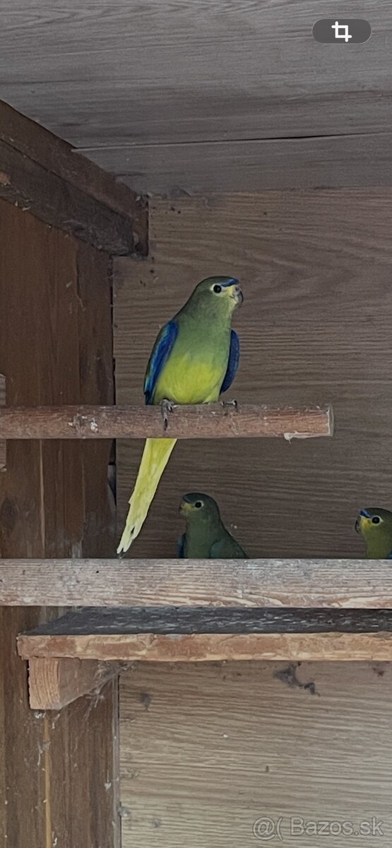 Neoféma ozdobná - 5