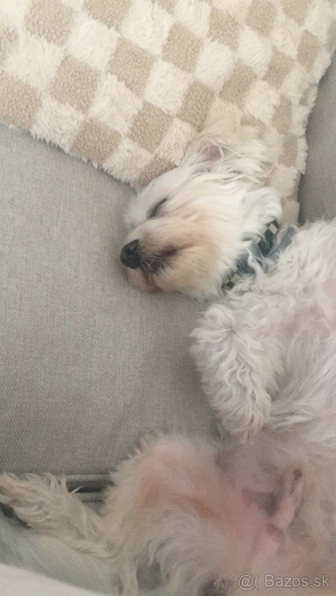 Maltezak hlada lasku (na krytie) - 5