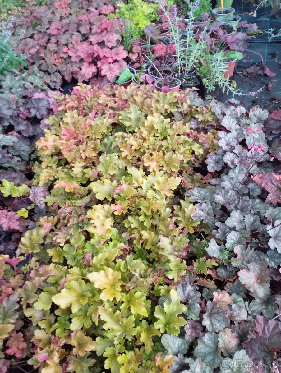 Vavrinovec NOVITA 70-80cm - 5