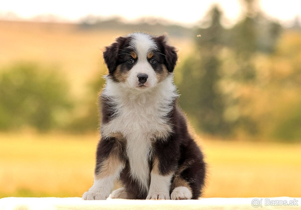 Austrálsky ovčiak s pp - 5