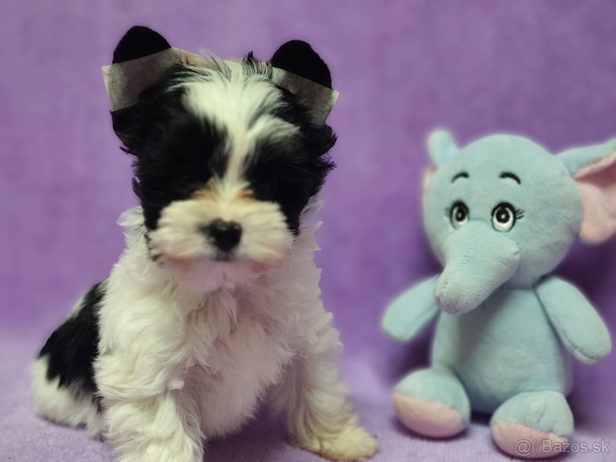 Yorksirsky terier - Biewer,coko,cierny - 5