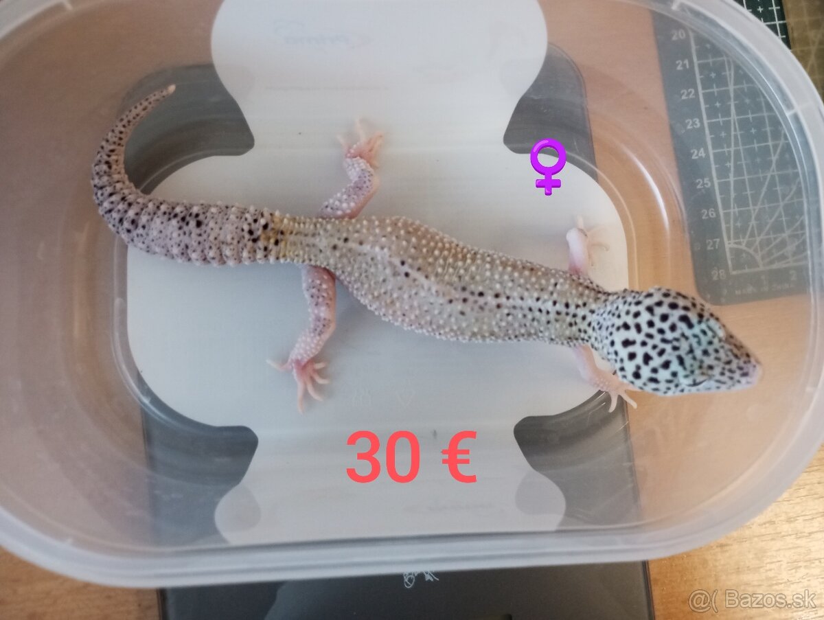Gekončík nočný - 5
