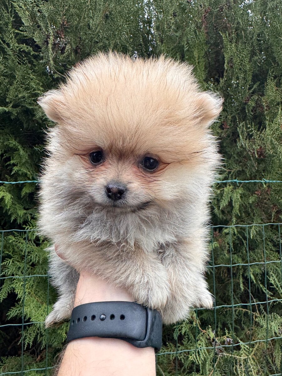 Špic pomeranian psík kremový - 5