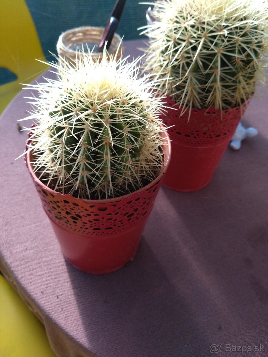 Kaktus - 5