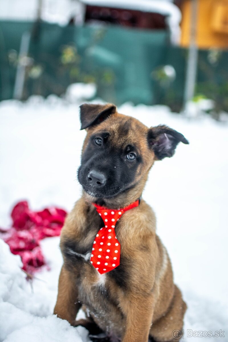 Šteniatka belgický ovčiak malinois s PP - 5