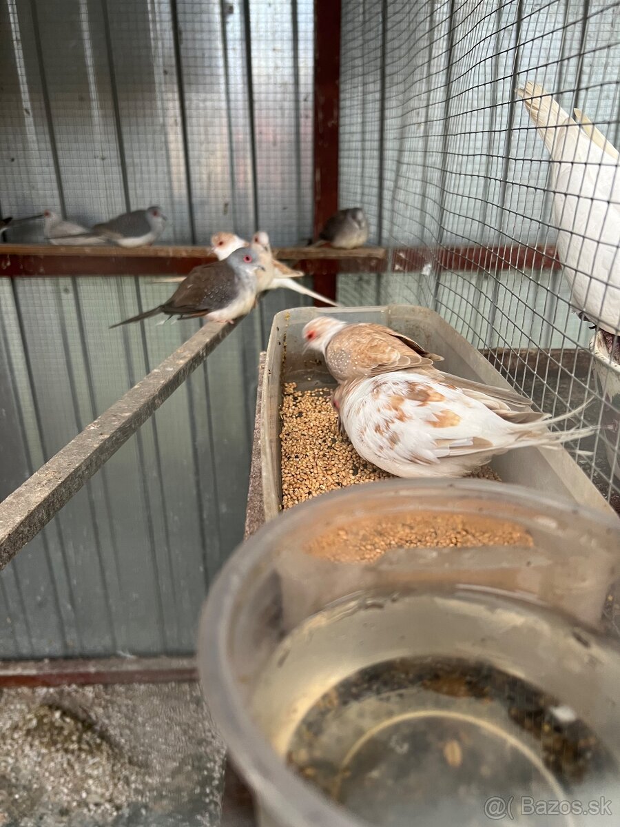 Diamantové holubky - 5