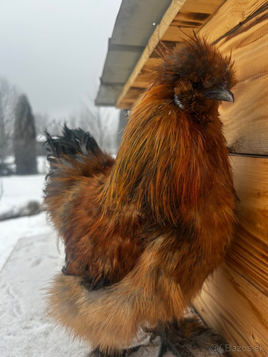 Kohút - Hodvábnička (Sillkie) - 5