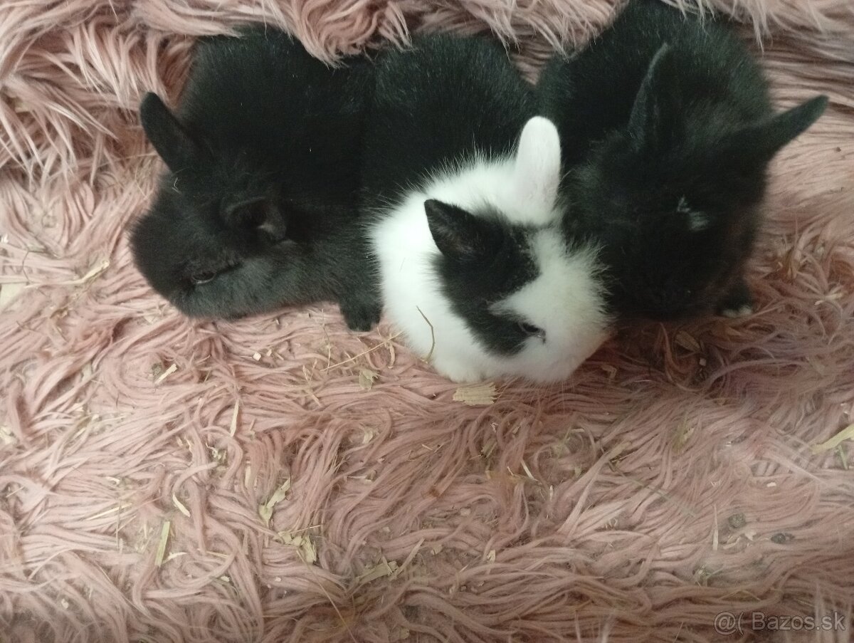 Zakrslý zajko - 5